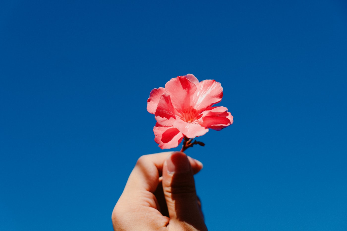 Una mano che regge un fiore rosa contro un cielo azzurro