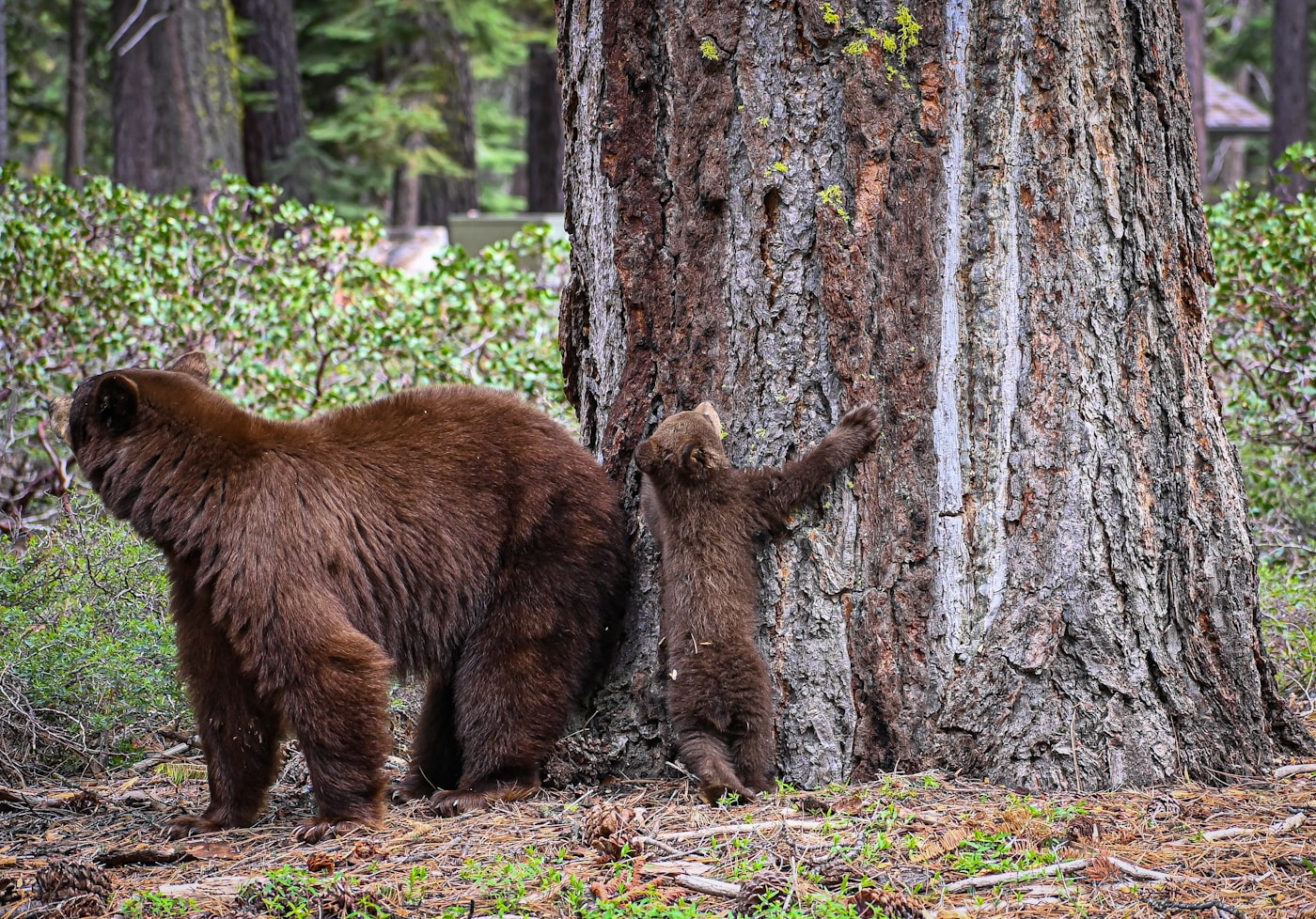 Brown bear with her cub next to a tree