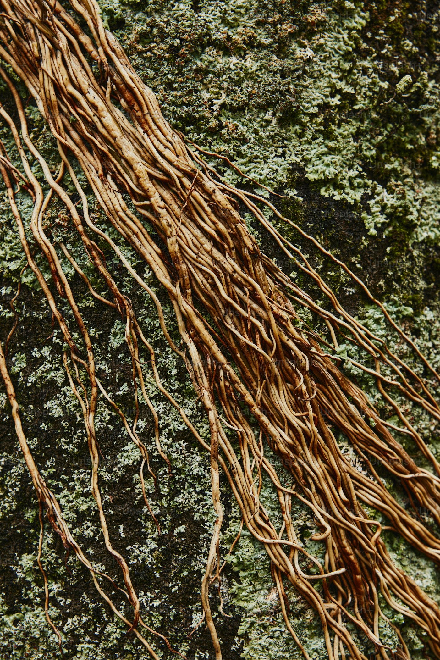 Radici intrecciate di un albero su un tronco coperto di muschio